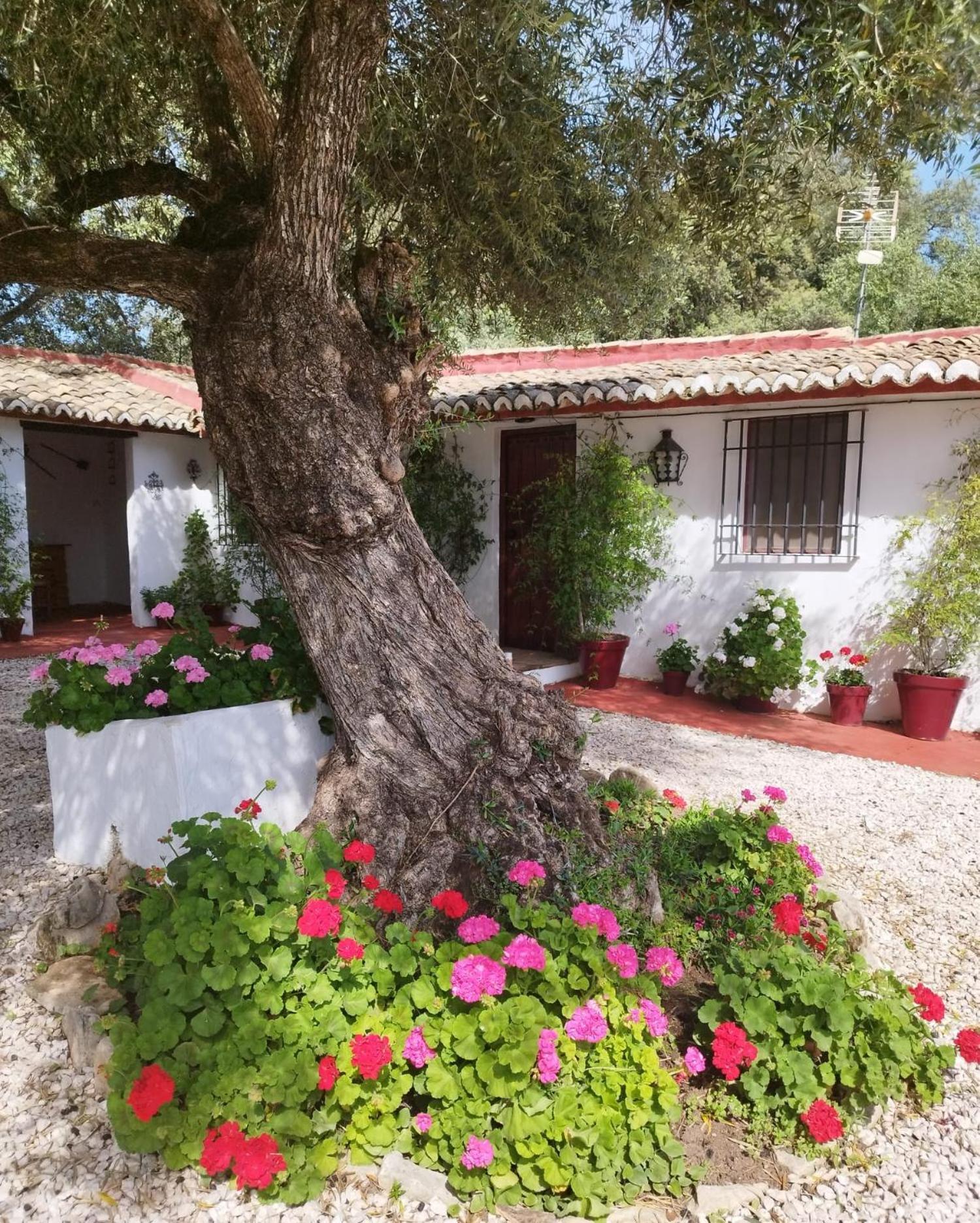 Casa Abanto Villa Ronda Exteriör bild