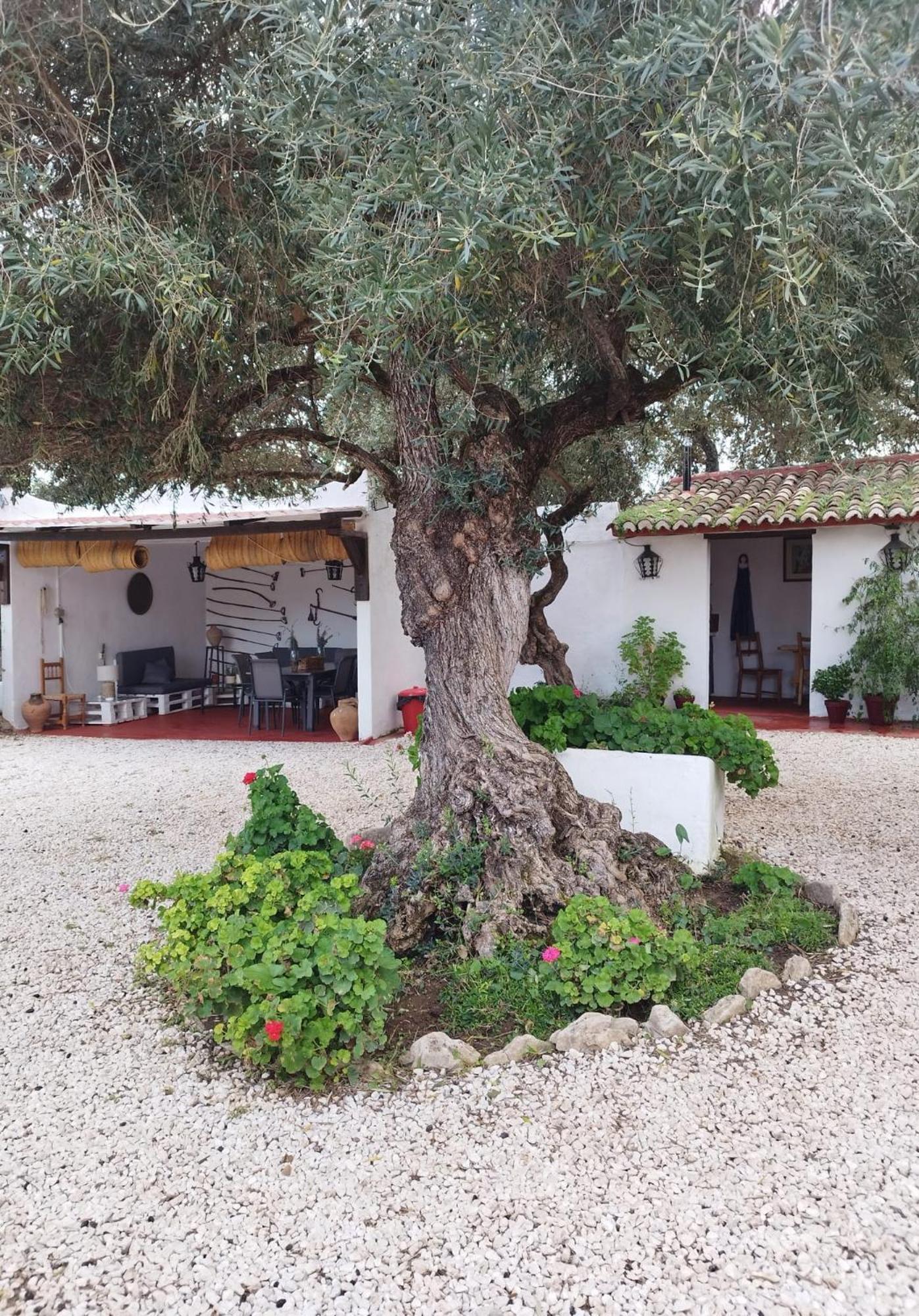 Casa Abanto Villa Ronda Exteriör bild
